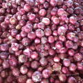 china red onion fresh onions round onion price onion gansu origin